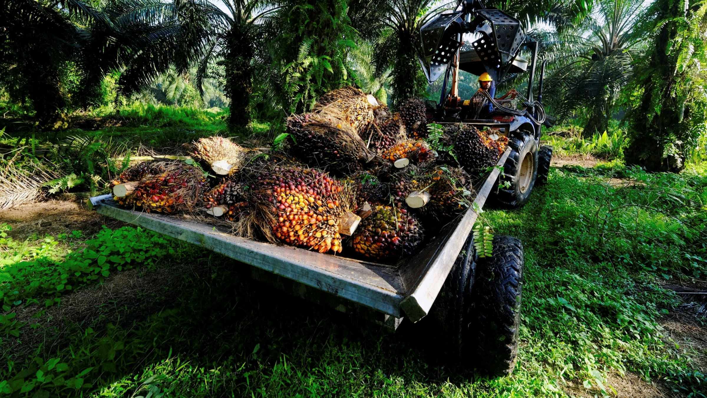 palm,oil,malaysia,exports,indonesia