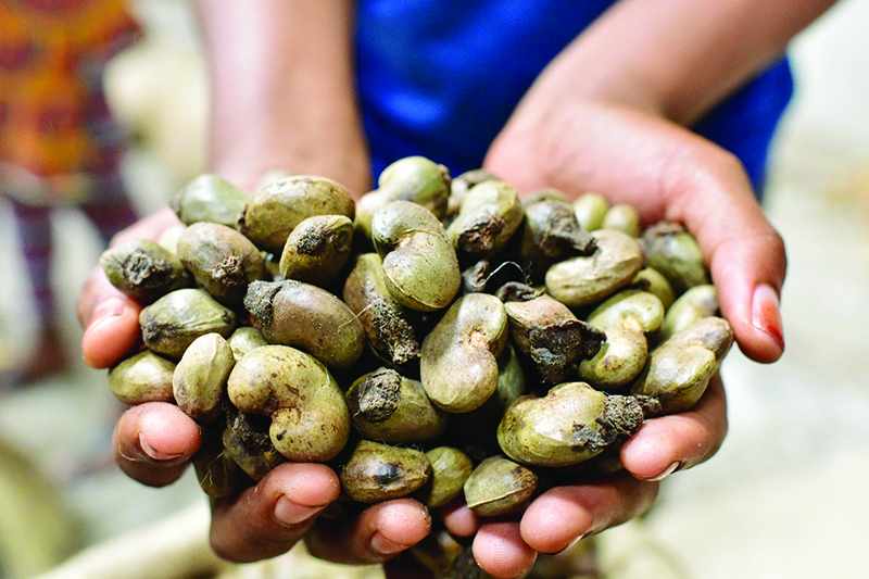 africa cashew farmers benefits african
