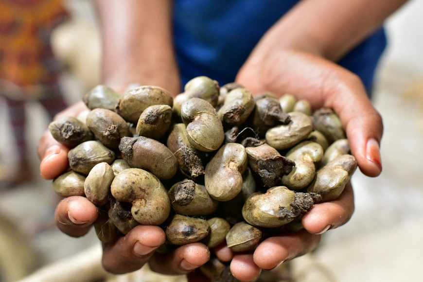africa cashew farmers nut benefits