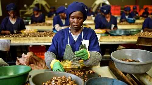 africa cashew opportunities processing unctad