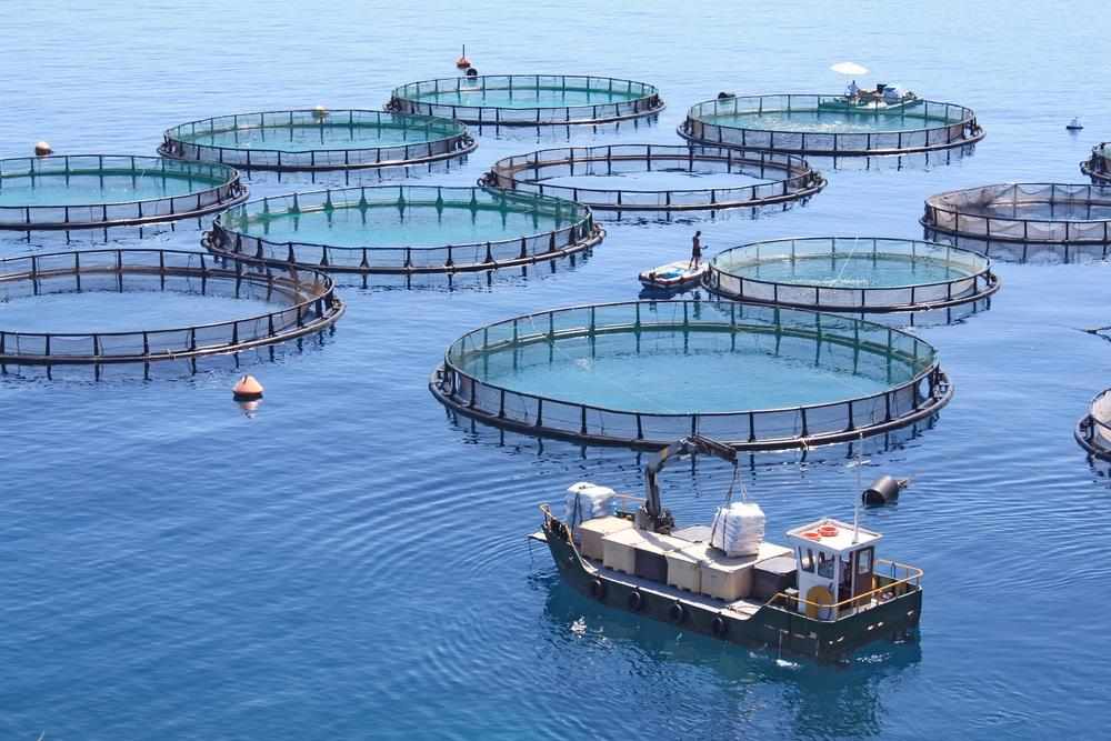 aquaculture, vietnam, market, size, 