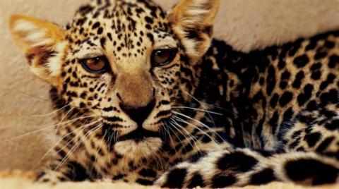 arabian, birth, leopard, endangered, species, 