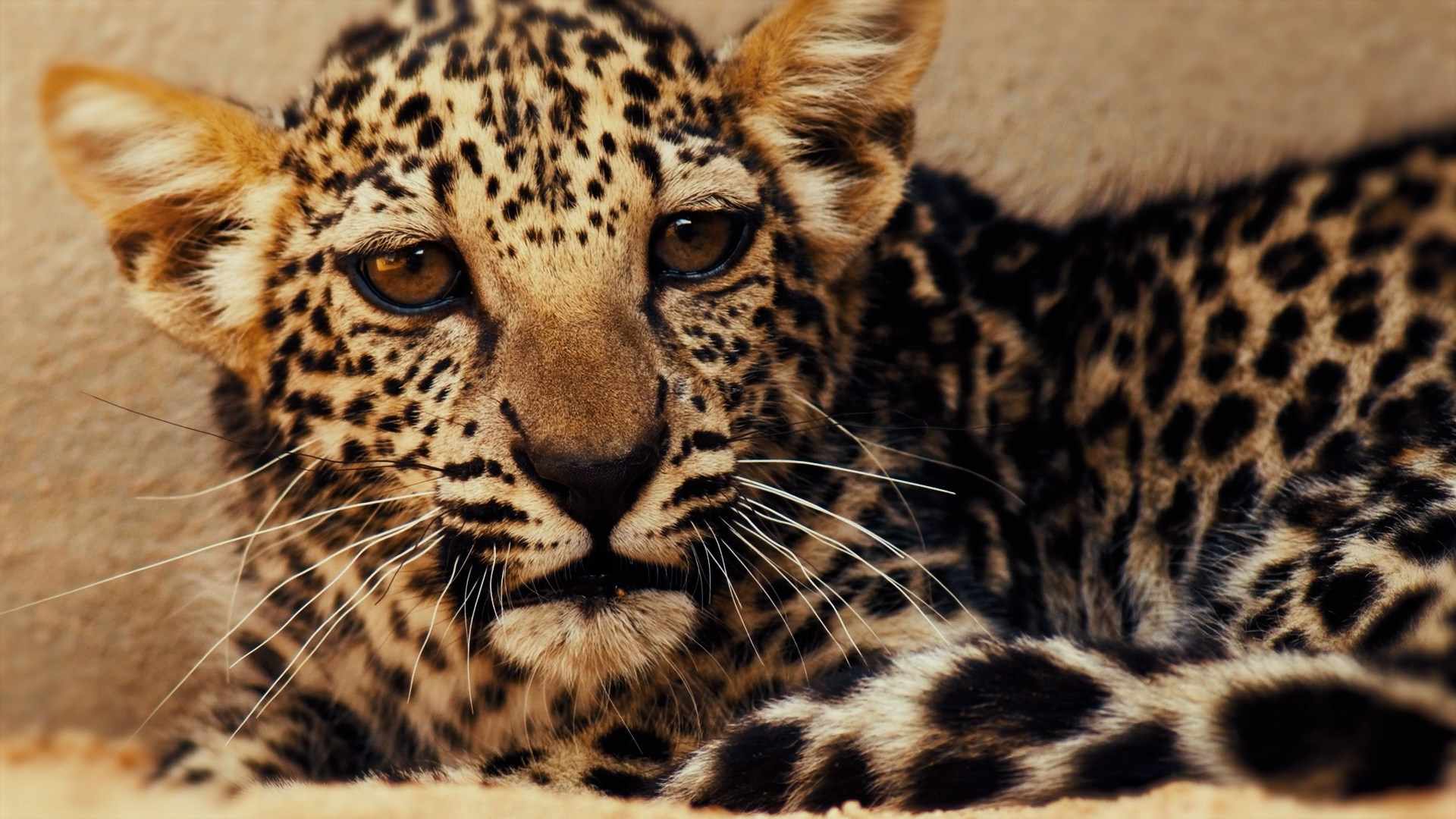 arabian, leopard, cub, endangered, critically, 