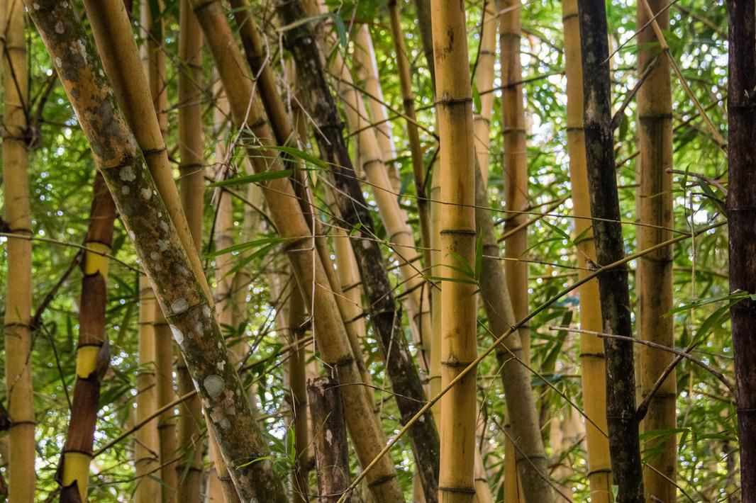 bamboo jamaica economy sustainable pulp