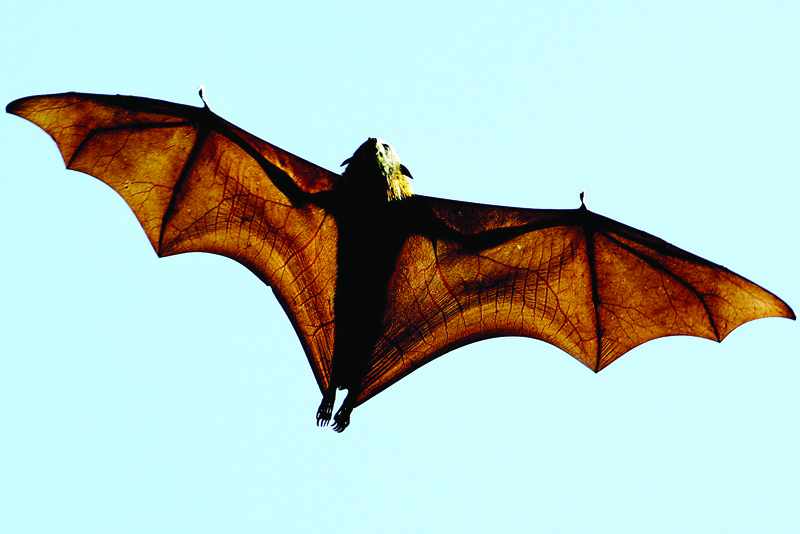 bats, shadows, lives, secret, threatened, 