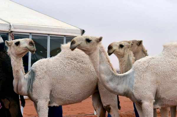 camel, conference, international, investment, camels, 