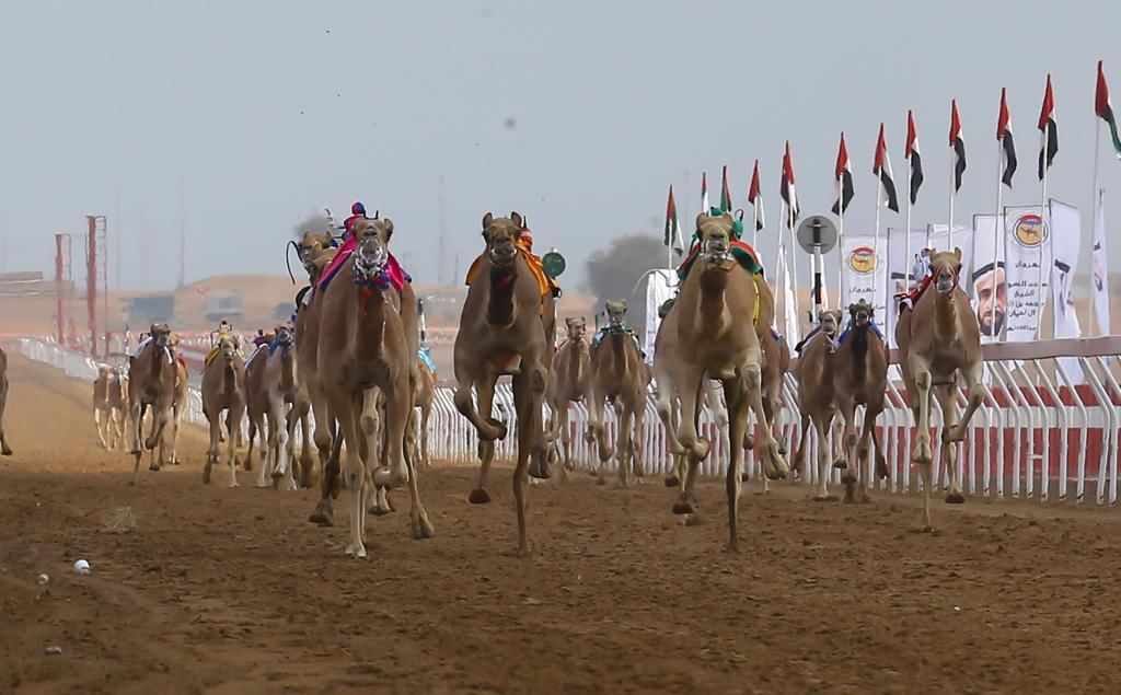 festival,mohamed,camel,bin,zayed