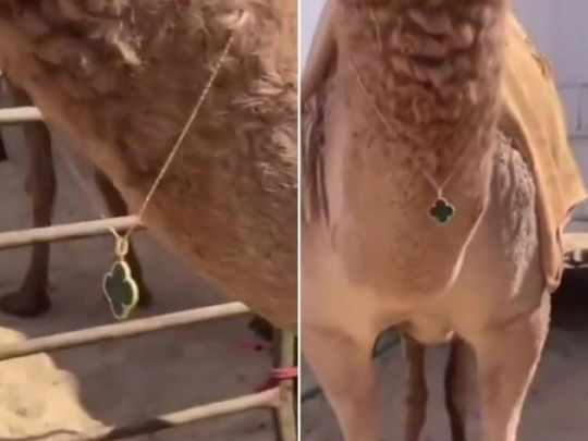saudi,video,camel,necklace,camels