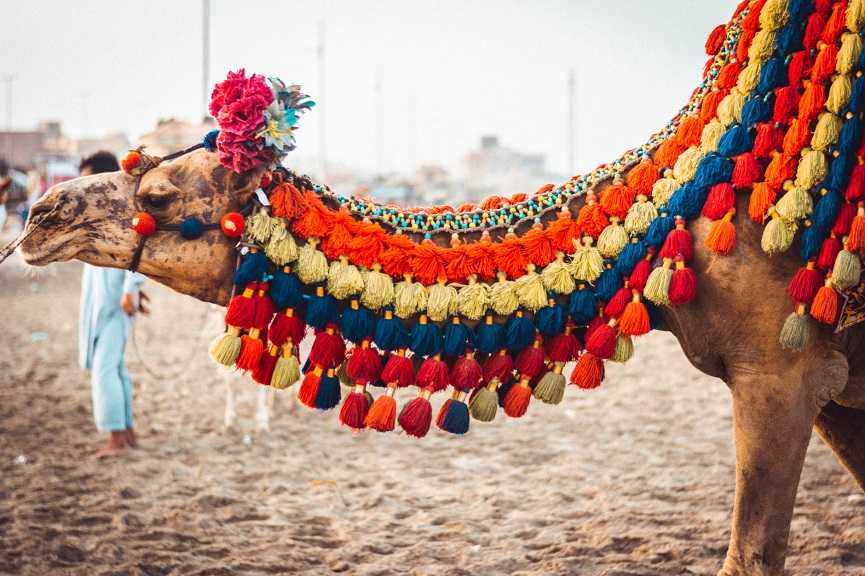 camel, tival, world, participant, 