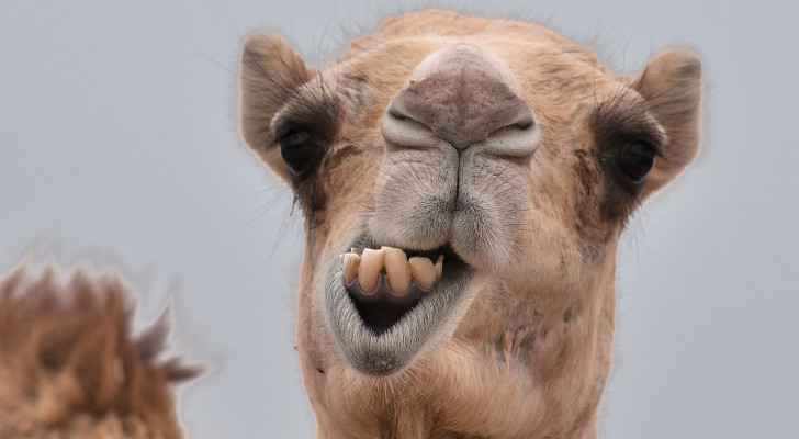 camels covid immune scientist injects