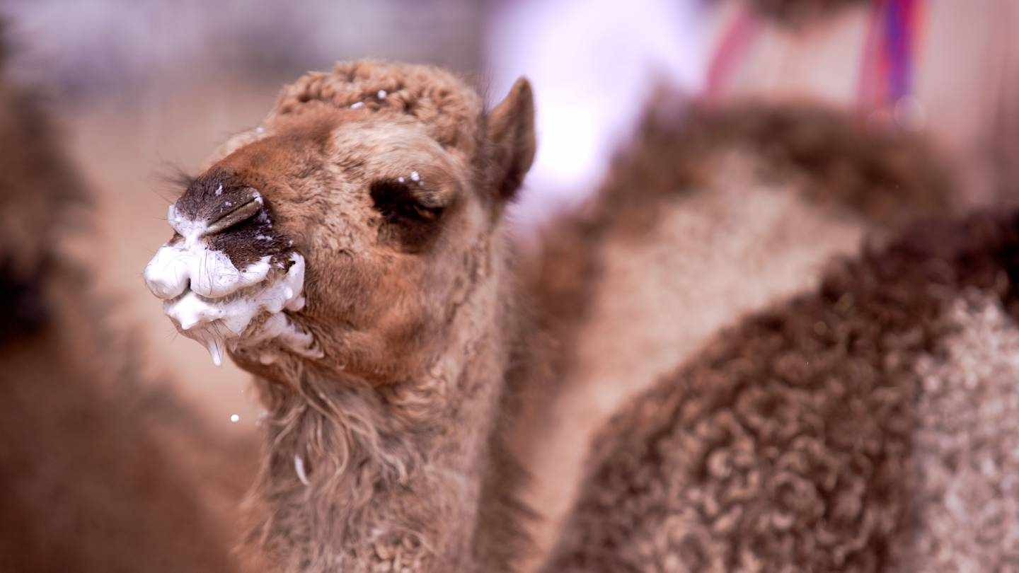 national,heritage,emirati,milking,camel