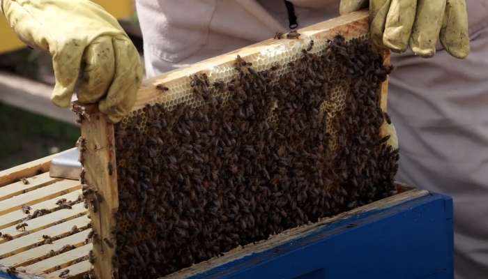 candidates honey bee project training