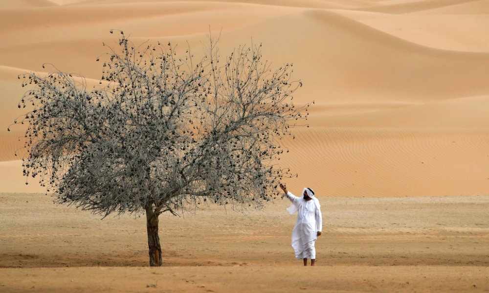 climate arab action cop states