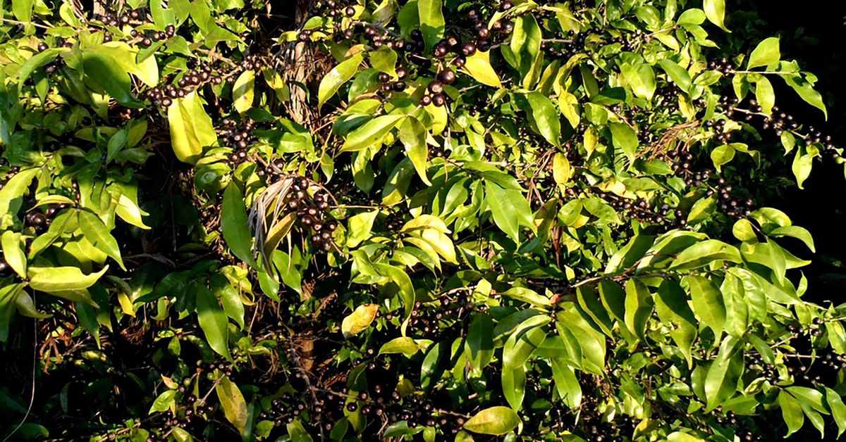 coffee species rediscovered future