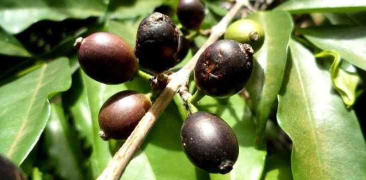 coffee species rediscovered future forgotten