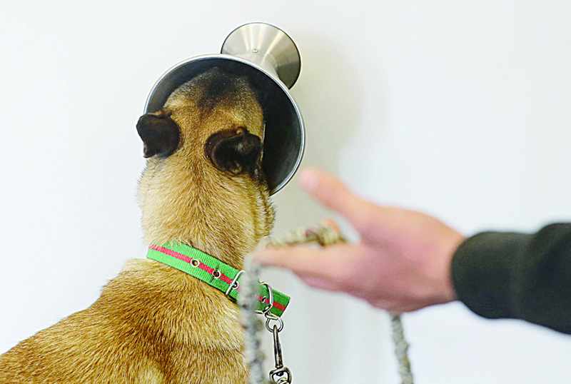 covid doctor sniffer dogs lebanese