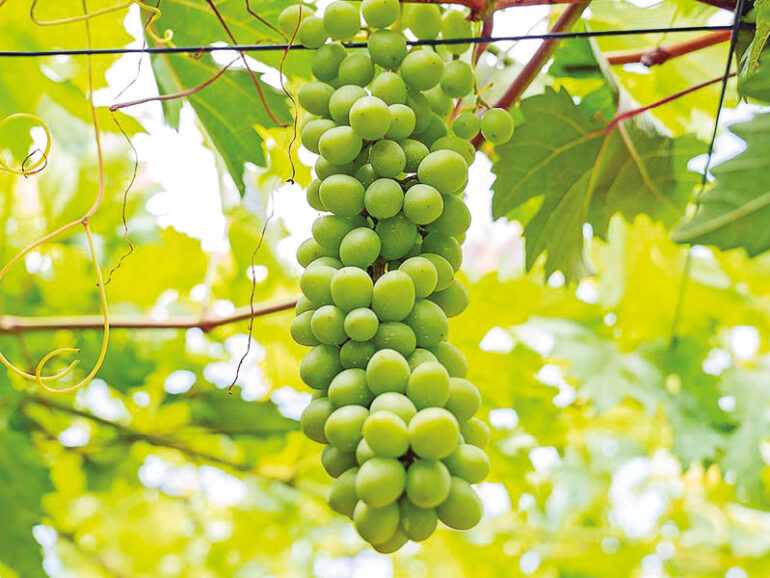 worth,grape,develop,governorates,cultivation