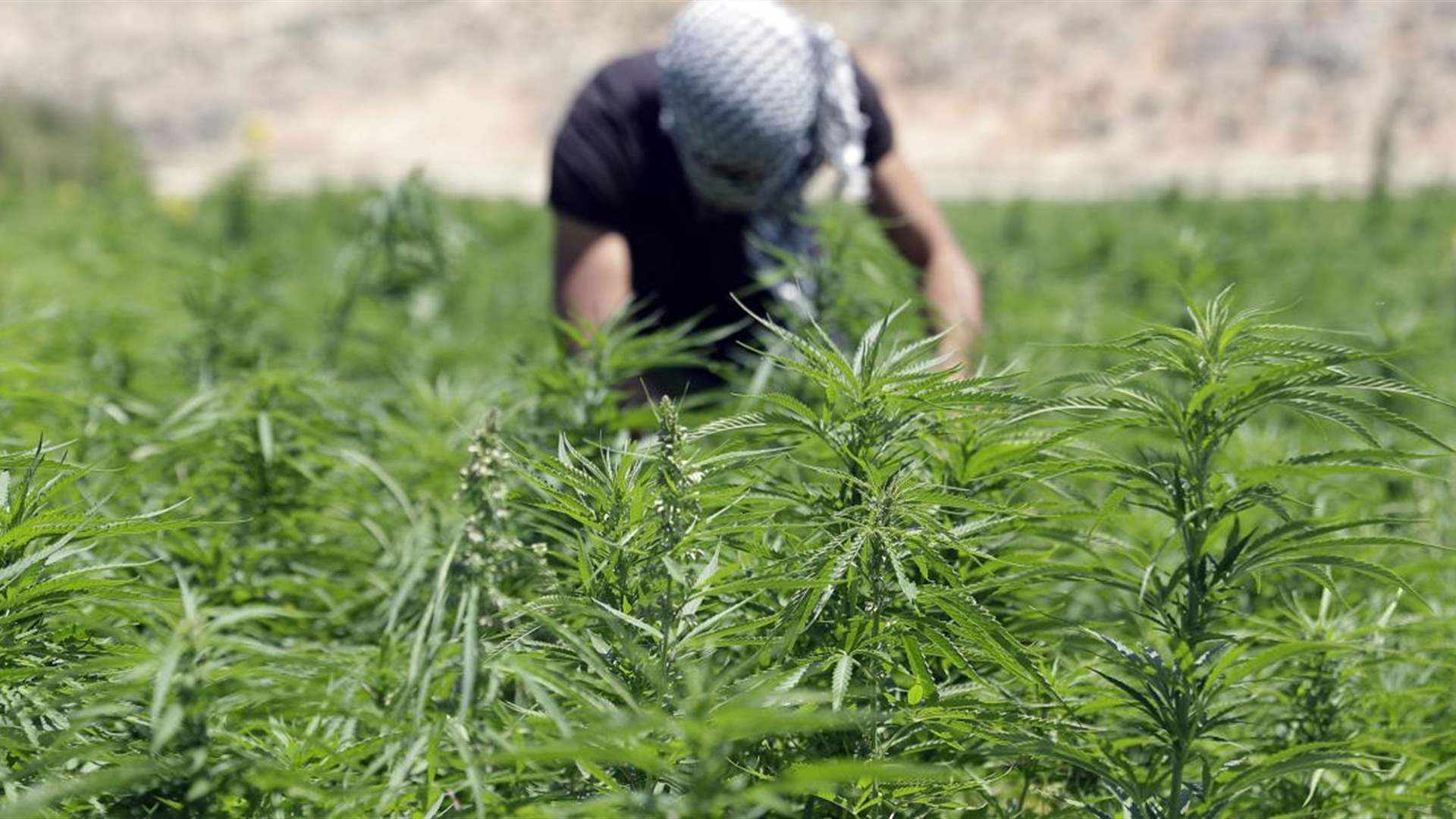 industry,marijuana,benefits,cultivation,lebanon