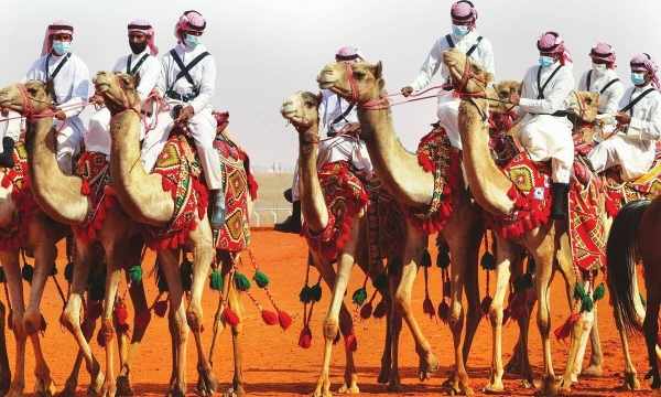 culture,camel,lauds,saudi,cultural
