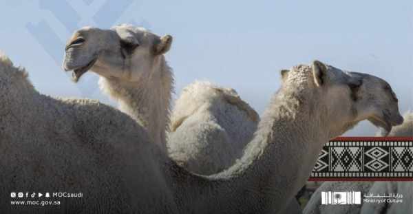 culture,camels,lauds,cabinet,saudi