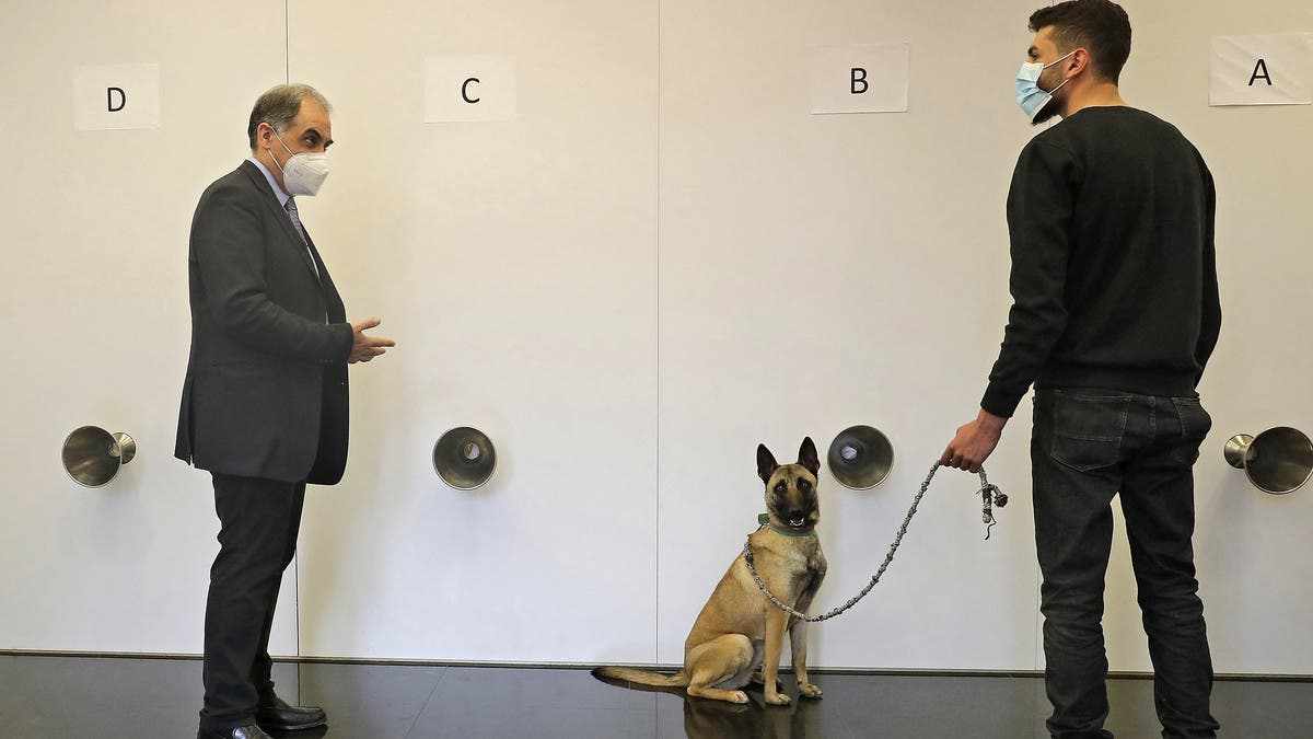 doctor lebanese sniffer dogs curb