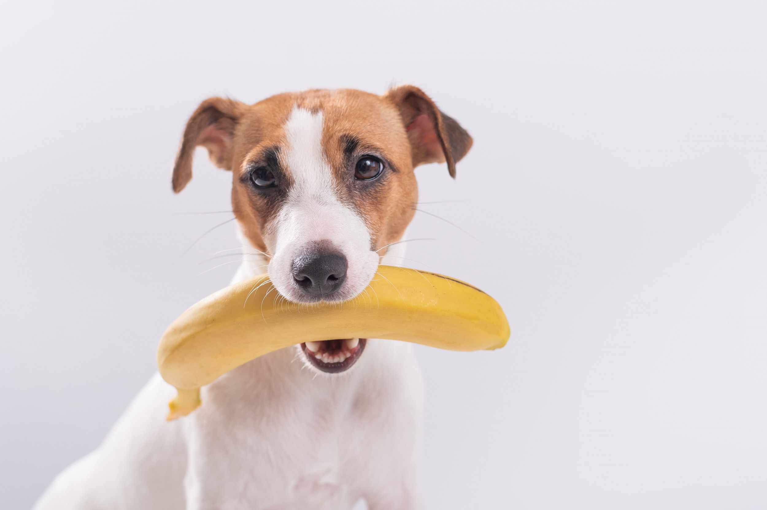 dogs, fruits, bananas, pooch, eat, 