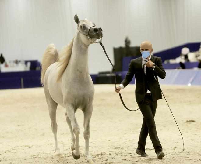 dubai horse international equine industry