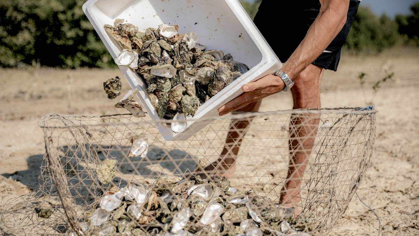 dubai,national,Dubai,oyster,shells
