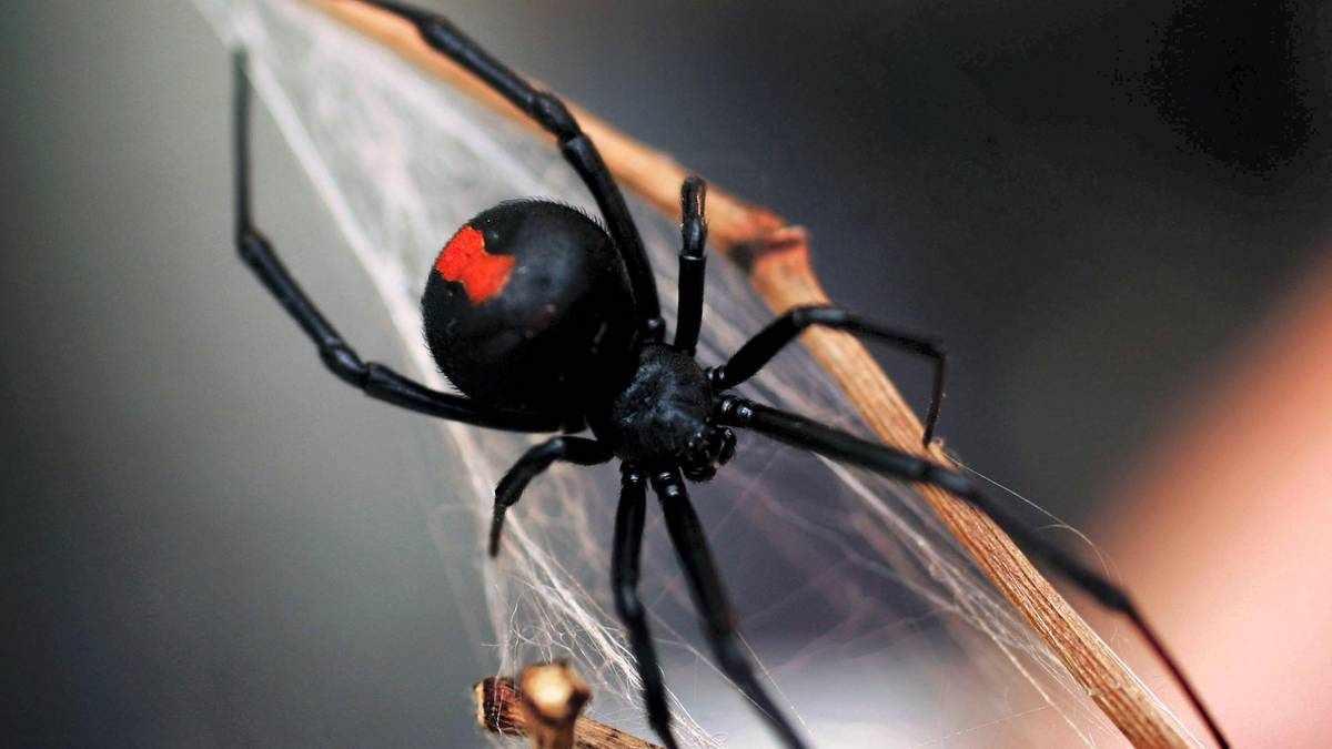 dubai redback spiders poisonous widow