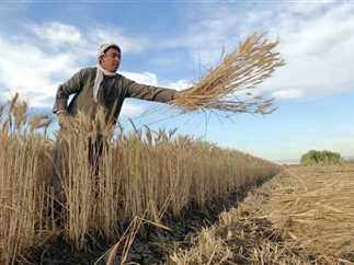 egypt,area,wheat,cultivated,feddans