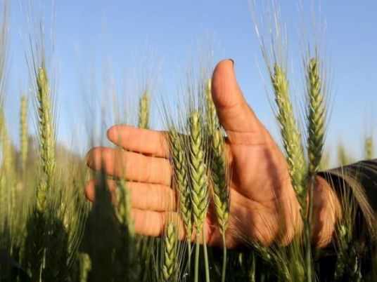 egypt,wheat,cultivation,agriculture,damage