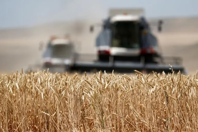 egypt,wheat,imports,relied,competitive