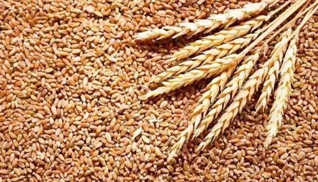 egypt,india,export,ban,wheat