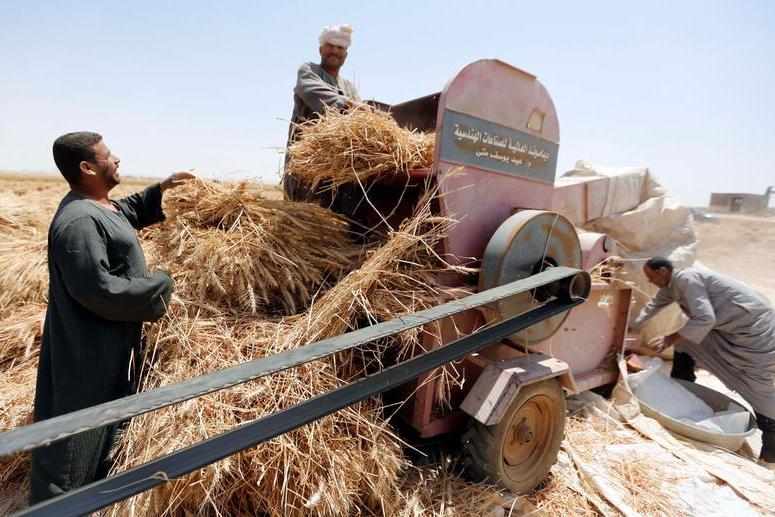 egypt,official,wheat,procurement,government