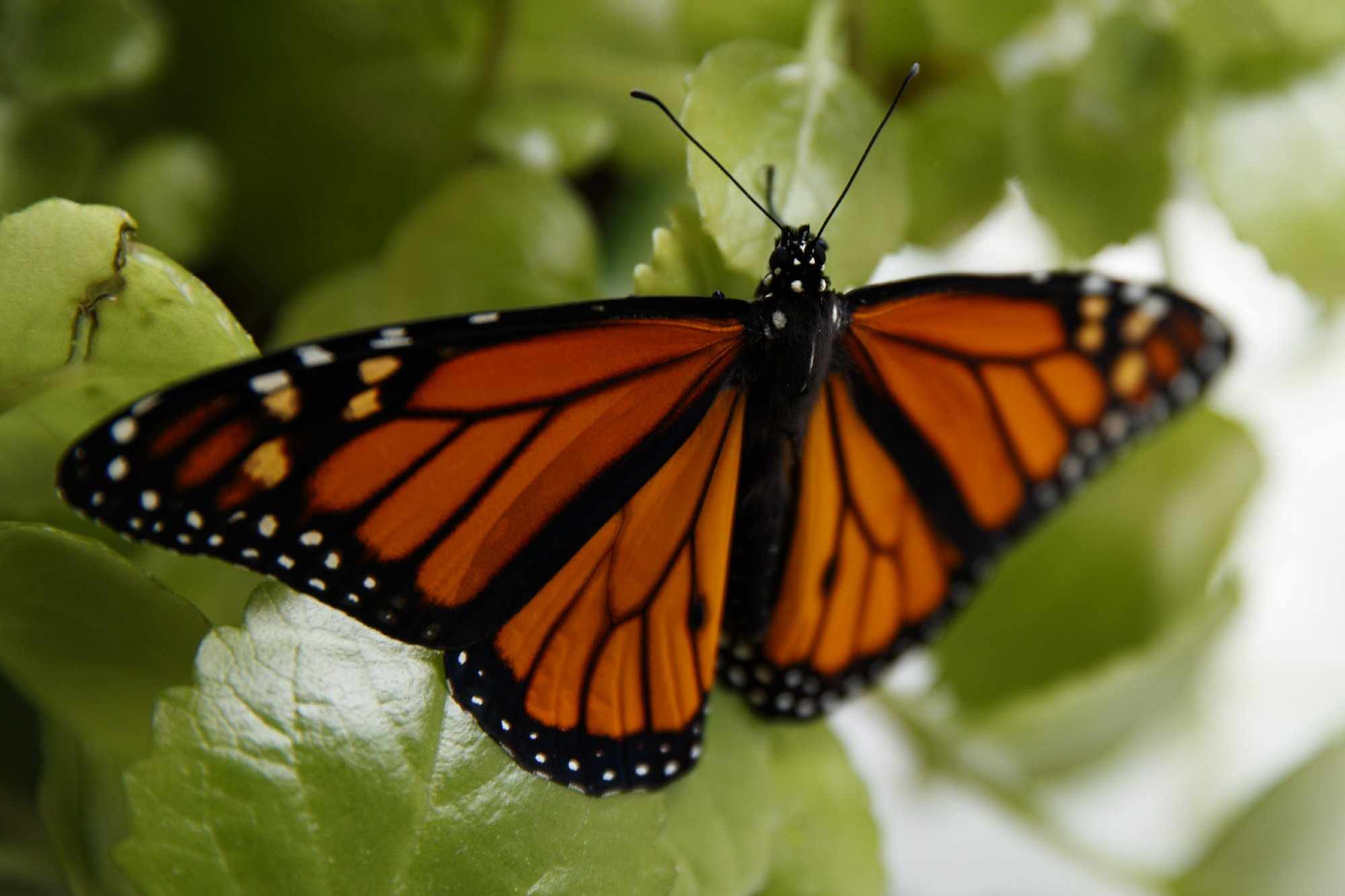 endangered species butterfly beloved monarch