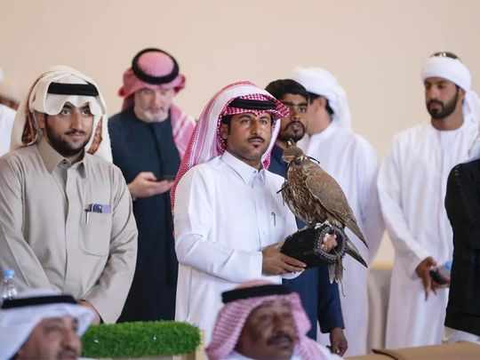 saudi,sales,falcon,falconry,alula
