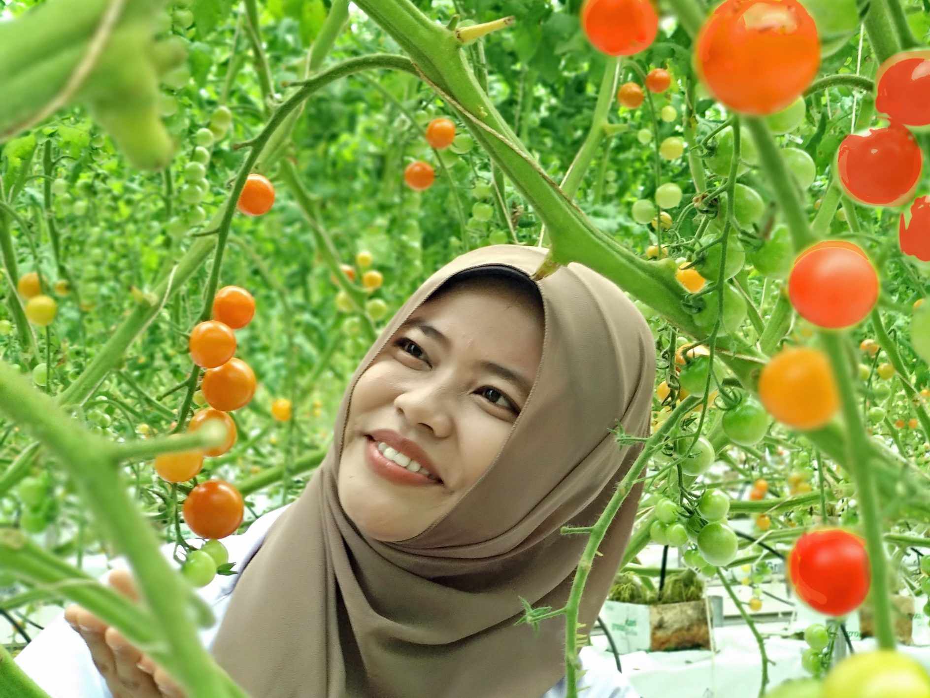 saudi,family,become,tomato,exporter