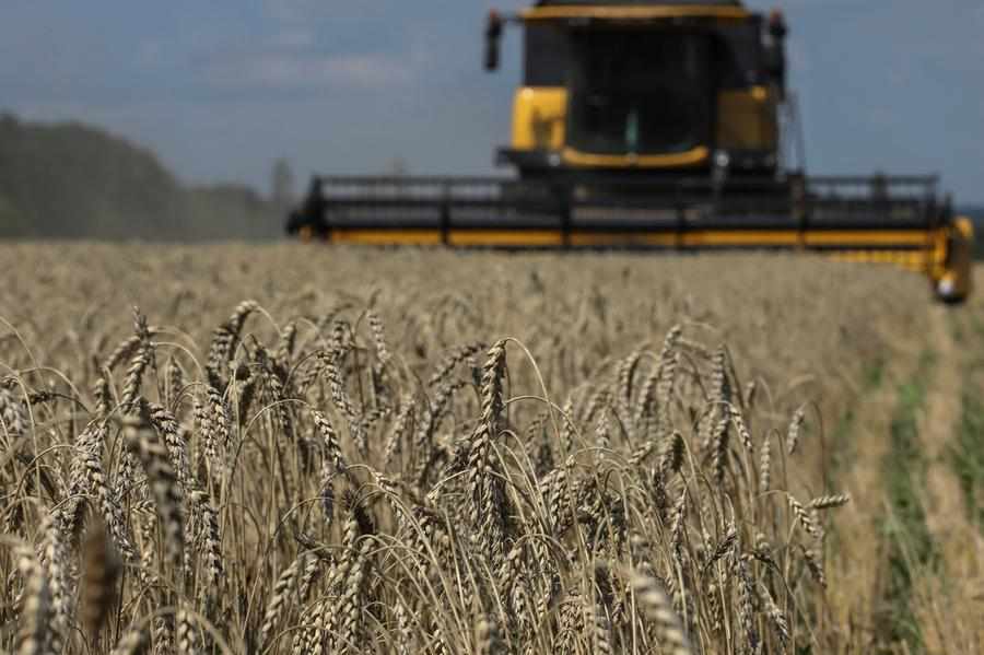 ukraine,crop,far,grain,harvested