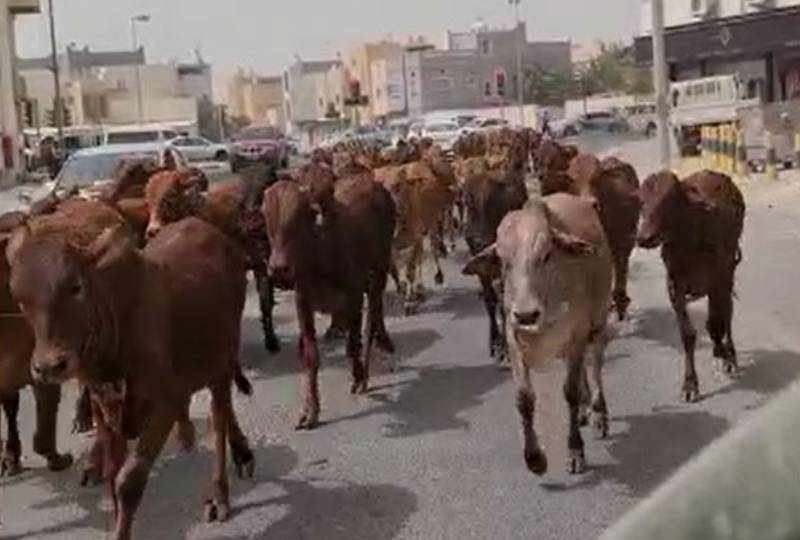 digital,gulf,bahrain,oxen,cattle