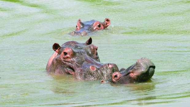 hippos, control, herd, declared, invasive, 