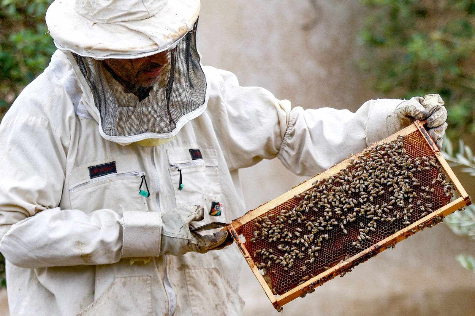 pandemic,jordan,honey,beekeeping,covid
