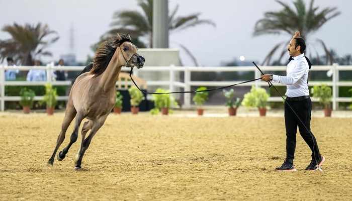 oman,times,horse,arabian,championship