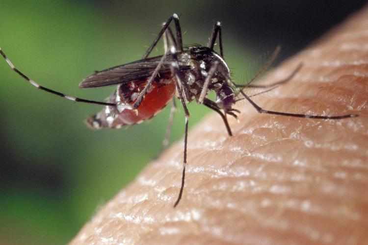 india cases virus zika kerala