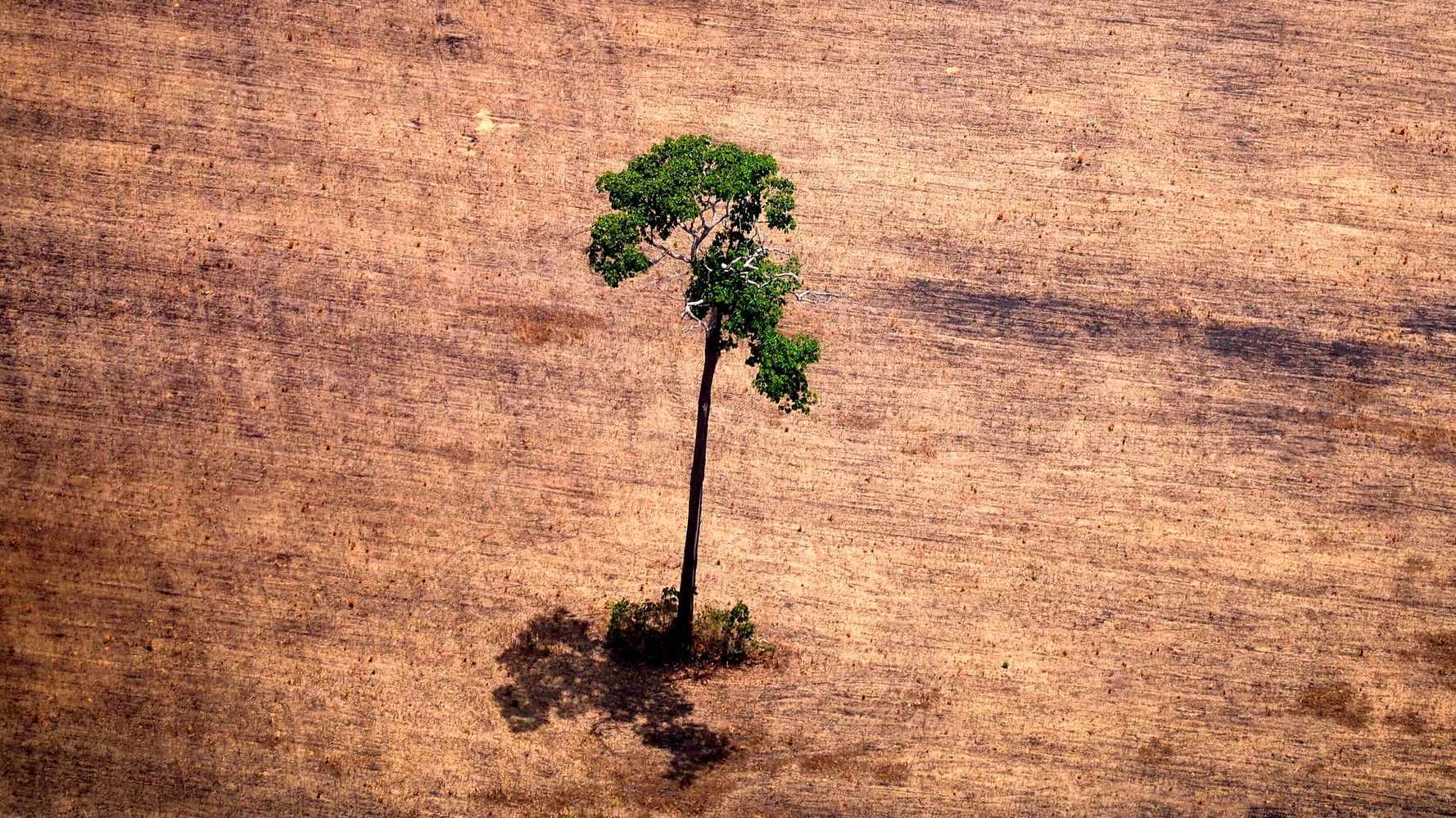 indigenous deforestation report recognize land