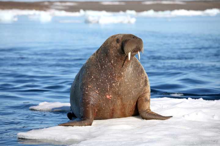 ireland iceberg walrus asleep arctic
