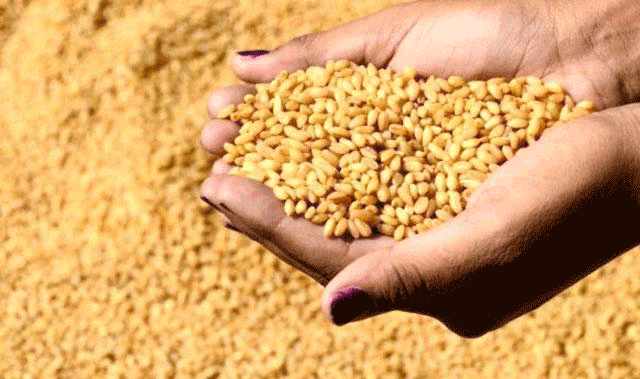 demand,algeria,experts,jordan,barley