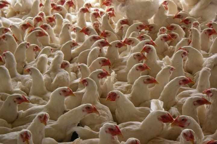 kuwait bird flu farms imports