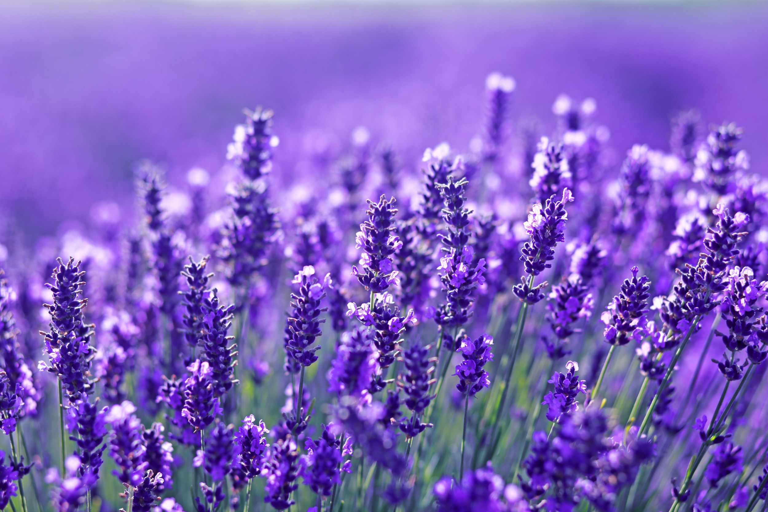 lavender, health, commonly, smell, aromatic, 