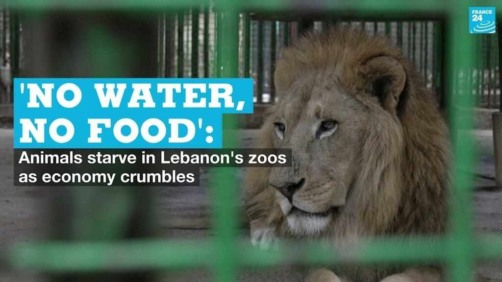 lebanon animals food water zoos