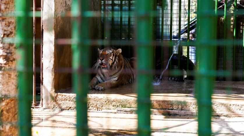 lebanon animals zoos zoo too